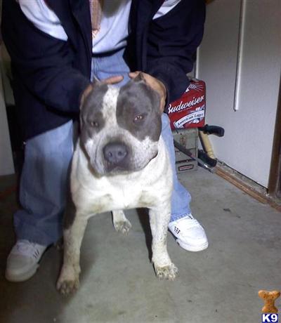 PUPS COMING SOON christmas pups  DONT MISS THIS BREEDING WITH TAZ X SKITTLEZ SKITTLEZ IS OFF OF SUAREZ BULLZ RAIDEN WICH IS OFF CHAMPION SUAREZ BULLZ PACO